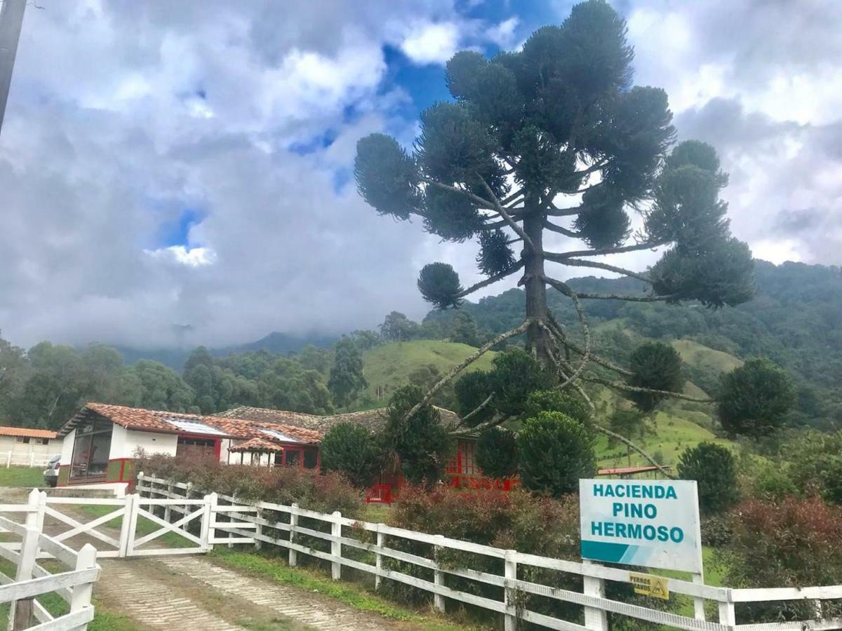 Ecohotel Pinohermoso Reserva Natural Саленто Екстер'єр фото